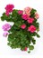 Videolu 1 Adet Beyaz Sardunya Çiçeği 15-25 cm Saksılı Çiçekli Bodur Bitkiler Geranium 3