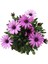 Bodrum Papatyası - Osteospermum - Saksı'da Canlı Çiçek - Pembe Renk 2