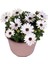 Bodrum Papatyası - Osteospermum - Saksı'da Canlı Çiçek - Beyaz Renk 1