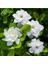 Gardenya Çiçeği-Gardenia Jasminoides- Köklü,kendi Bitkini Yetiştir 2