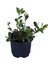 Gardenya Çiçeği-Gardenia Jasminoides- Köklü,kendi Bitkini Yetiştir 1