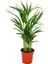 Areca Palmiyesi Salon Palmiyesi Areca Lutescens 50 60 cm Ev Bitkisi Ofis Bitkisi Salon Bitkisi 1