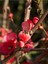 Japon Ayvası (Japanese Quince) Bol Çiçekli Süs Bitkisi Aşılı Meyve Fidanı 1