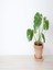 Deve Tabanı Çiçeği Besin Hediyeli Monstera Deliciosa Iç Mekan Bitkisi 3