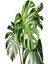 Deve Tabanı Çiçeği Besin Hediyeli Monstera Deliciosa Iç Mekan Bitkisi 1