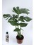 Deve Tabanı Çiçeği Besin Hediyeli Monstera Deliciosa Iç Mekan Bitkisi 2