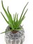 Bol Yavrulu Aloe Vera Bitkisi 40-60 cm 2