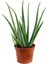 Bol Yavrulu Aloe Vera Bitkisi 40-60 cm 3