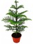 Bitkim Sende Salon Çamı Arokarya Araucaria 60-80 cm (Ev Bitkisi Ofis Bitkisi Salon Bitkisi) 1