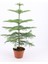 Bitkim Sende Salon Çamı Arokarya Araucaria 60-80 cm (Ev Bitkisi Ofis Bitkisi Salon Bitkisi) 2