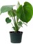 Monstera Deliciosa - Deve Tabanı Midi - Ev Ofis Salon Iç Mekan Bitkisi - 30 cm 1