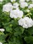 Videolu 1 Adet Beyaz Sardunya Çiçeği 15-25 cm Saksılı Çiçekli Bodur Bitkiler Geranium 2