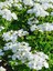Videolu 1 Adet Beyaz Sardunya Çiçeği 15-25 cm Saksılı Çiçekli Bodur Bitkiler Geranium 3