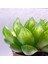 Sukulent Haworthia Cooperi 1
