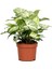 Syngonium Podophyllum Melek Kanadı 1