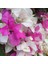 Begonvil Çift Renk Beyaz - Pembe 50 - 70 cm Bougainvillea 1