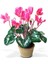 Canlı Sıklamen Hediyelik Ofis Bitkisi Çiçekli 1