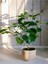 Gardenia Gardenya Çiçek - Bitki Ev Ofis Salon Bitkisi 1
