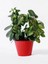 Gardenia Gardenya Çiçek - Bitki Ev Ofis Salon Bitkisi 2