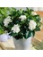 Videolu 1 Adet Çiçekli Müthiş Kokulu Gardenya Çiçeği 20-35 cm Saksılı Iç Mekan Bitkileri Gardenia 1