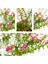 Videolu 1 Adet Pembe Renk Cennet Çiçeği 20-30 cm Tüplü Çiçekli Bodur Bitkiler Pink Strelitzia 1