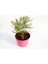 Videolu 1 Adet Pembe Renk Cennet Çiçeği 20-30 cm Tüplü Çiçekli Bodur Bitkiler Pink Strelitzia 2