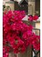 Kırmızı Begonvil Çiçeği 50-60CM /şuan Çiçeksizdir Bougainvillea 1