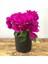 Begonvil Çiçeği-Kırmızı (15-20 Cm)-Bodur Begonvil Bougainvillea 1