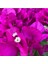Begonvil Çiçeği-Kırmızı (15-20 Cm)-Bodur Begonvil Bougainvillea 2