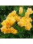Begonvil Çiçeği Sarı 60 cm Saksılı Bougainvillea 1