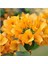 Begonvil Çiçeği Sarı 60 cm Saksılı Bougainvillea 2