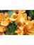 Begonvil Çiçeği Sarı 60 cm Saksılı Bougainvillea 3
