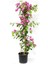 Begonvil Çiçeği Bitkisi Pembe 110 Cmbougainvillea 1
