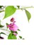 Begonvil Çiçeği Bitkisi Pembe 110 Cmbougainvillea 2