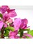 Begonvil Çiçeği Bitkisi Pembe 110 Cmbougainvillea 3