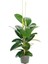 2 Köklü Kauçuk Bitkisi 80-100 cm 2