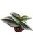 Tradescantia Zebrina Kaktüs Sukulent 1
