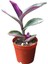 Tradescantia Zebrina Kaktüs Sukulent 2