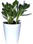 Saksılı Para Ağacı Çiçeği Crassula Ovata Fidanı Dolgun 25-30CM 1