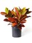 Kraton Bitkisi 60 cm Boy Croton Petra 17 cm Saksı Çapı Kroton Ev Bitkisi Ofis Bitkisi Salon Bitkisi 1