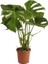 Deve Tabanı Bitkisi 90 110 cm Monstera Deliciosa Bitkisi Ev Bitkisi Ofis Bitkisi Salon Bitkisi 1