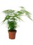 Kuşkonmaz Asparagus Salon Tülü Bitkisi 20 30 cm Ev Bitkisi Ofis 1