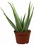 Aloe Vera Bitkisi 25-30 cm 1