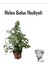 Kadınlar Gününe Özel Alacalı Benjamin Bitkisi Helen Saksı Hediyeli Bitki 1