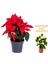 Videolu 1 Adet Sevgililer Gününe Özel Atatürk Çiçeği 20-30CM Saksılı Dikenler Tacı Hediye Poinsettia 1