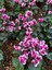 Videolu Pembe Renkli Sıklamen Çiçeği (35 45 Cm)1 Adet Saksılı Çiçekli Bodur Bitki Cyclamen 3