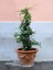 Videolu Yasemin Sarmaşık Beyaz Çiçekli (110 150 Cm) 1 Adet Saksılı Dış Mekan Bitkisi Jasminum 1