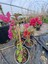 Begonvil (Gelin Tacı) Bougainvillea 4