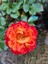 Videolu Mumyalı Turuncu Gül Fidanı 1 Adet 50-80 cm Saksılı Aşılı Gül (Orange Rose) 1