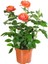 Videolu Mumyalı Turuncu Gül Fidanı 1 Adet 50-80 cm Saksılı Aşılı Gül (Orange Rose) 2